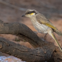 Gavicalis virescens at Cunnamulla, QLD - 14 Aug 2017 04:30 PM