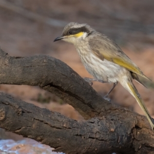 Gavicalis virescens at Cunnamulla, QLD - 14 Aug 2017 04:30 PM