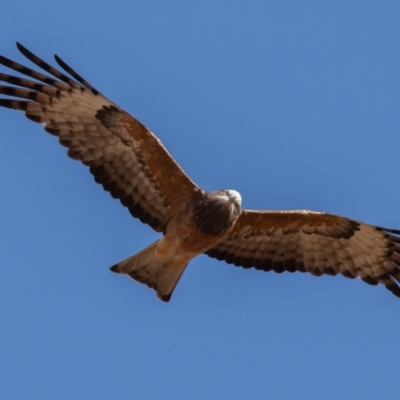 Lophoictinia isura (Square-tailed Kite) at Cunnamulla, QLD - 14 Aug 2017 by rawshorty
