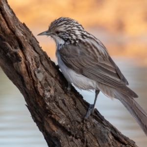 Plectorhyncha lanceolata at Cunnamulla, QLD - 14 Aug 2017 08:20 AM