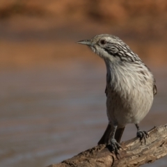 Plectorhyncha lanceolata at Cunnamulla, QLD - 14 Aug 2017 08:20 AM