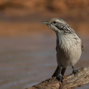 Plectorhyncha lanceolata at Cunnamulla, QLD - 14 Aug 2017 08:20 AM