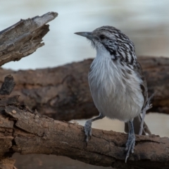 Plectorhyncha lanceolata at Cunnamulla, QLD - 14 Aug 2017 08:20 AM