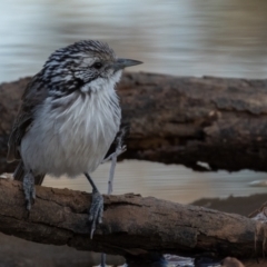 Plectorhyncha lanceolata at Cunnamulla, QLD - 14 Aug 2017 08:20 AM