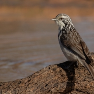 Plectorhyncha lanceolata at Cunnamulla, QLD - 14 Aug 2017 08:20 AM