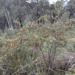 Cotoneaster glaucophyllus (Cotoneaster) at Aranda Bushland - 7 May 2023 by lbradley
