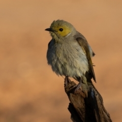 Ptilotula penicillata (White-plumed Honeyeater) at Cunnamulla, QLD - 13 Aug 2017 by rawshorty