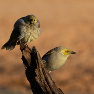 Ptilotula penicillata at Cunnamulla, QLD - 14 Aug 2017