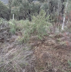 Cotoneaster glaucophyllus (Cotoneaster) at Aranda Bushland - 7 May 2023 by lbradley