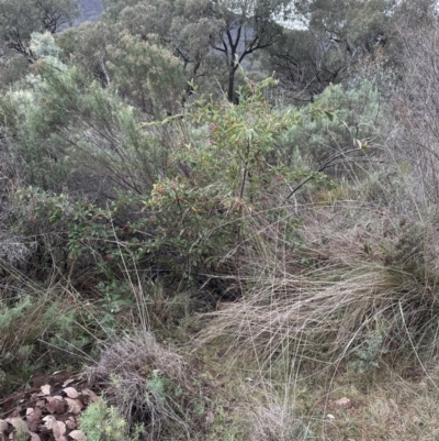 Cotoneaster glaucophyllus (Cotoneaster) at Aranda Bushland - 7 May 2023 by lbradley