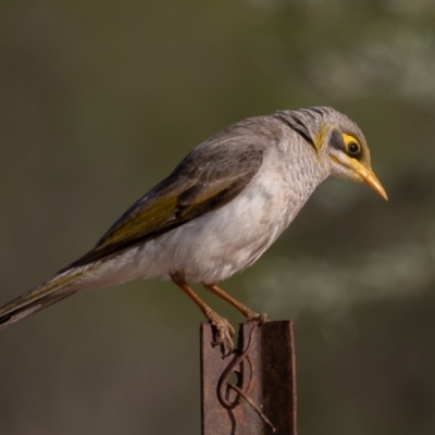 Manorina flavigula (Yellow-throated Miner) at Cunnamulla, QLD - 14 Aug 2017 by rawshorty