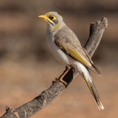 Manorina flavigula at Cunnamulla, QLD - 14 Aug 2017 08:49 AM