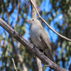 Colluricincla harmonica (Grey Shrikethrush) at Paddys River, ACT - 6 May 2023 by MatthewFrawley