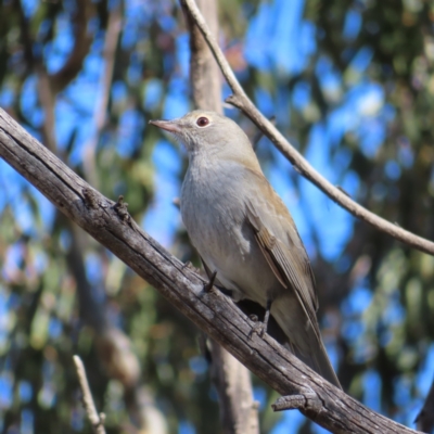 Colluricincla harmonica (Grey Shrikethrush) at Bullen Range - 6 May 2023 by MatthewFrawley