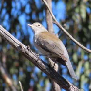Colluricincla harmonica at Paddys River, ACT - 6 May 2023