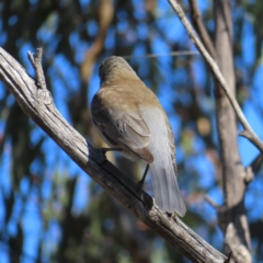 Colluricincla harmonica at Paddys River, ACT - 6 May 2023