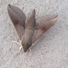 Hippotion scrofa (Coprosma Hawk Moth) at Conder, ACT - 20 Jan 2021 by Halina