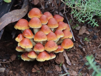 Hypholoma sp. (Hypholoma) at Cotter River, ACT - 7 May 2023 by SandraH