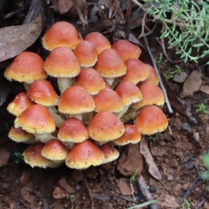 Hypholoma sp. at Cotter River, ACT - 7 May 2023