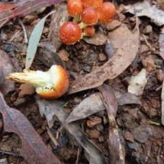 Hypholoma sp. at Cotter River, ACT - 7 May 2023