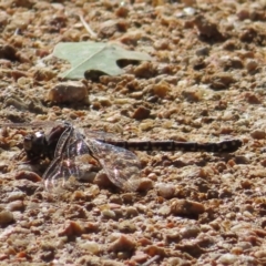 Aeshnidae (family) (Hawkers) at Bullen Range - 6 May 2023 by MatthewFrawley