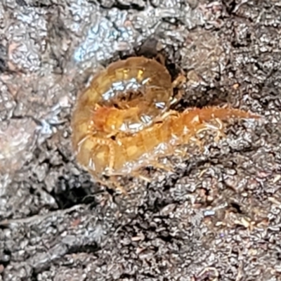 Scolopendromorpha (order) (A centipede) at Greenleigh, NSW - 7 May 2023 by trevorpreston