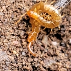 Scolopendromorpha (order) at Greenleigh, NSW - 7 May 2023