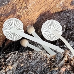 Mycena sp. (genus) (Mycena) at Greenleigh, NSW - 7 May 2023 by trevorpreston