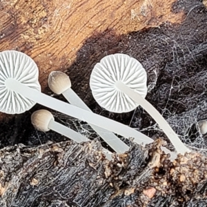 Mycena sp. at Greenleigh, NSW - 7 May 2023