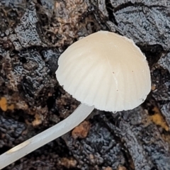 Mycena sp. at Greenleigh, NSW - 7 May 2023