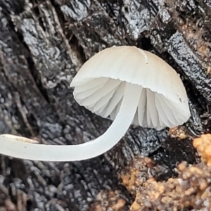 Mycena sp. at Greenleigh, NSW - 7 May 2023