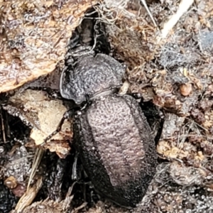 Adelium angulicolle at Greenleigh, NSW - 7 May 2023