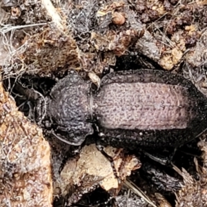 Adelium angulicolle at Greenleigh, NSW - 7 May 2023