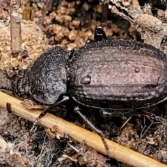 Adelium angulicolle at Greenleigh, NSW - 7 May 2023