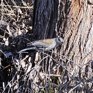 Colluricincla harmonica at Hawker, ACT - 6 May 2023 02:14 PM