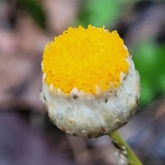 Leucochrysum albicans subsp. tricolor (Hoary Sunray) at Greenleigh, NSW - 7 May 2023 by trevorpreston