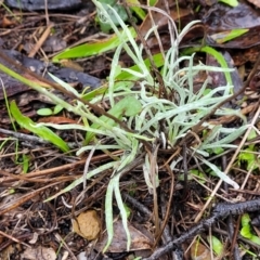 Leucochrysum albicans subsp. tricolor at Greenleigh, NSW - 7 May 2023 01:37 PM