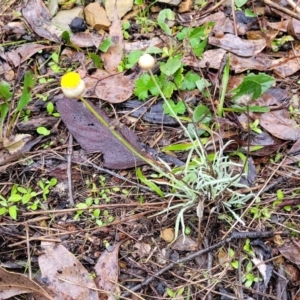 Leucochrysum albicans subsp. tricolor at Greenleigh, NSW - 7 May 2023 01:37 PM