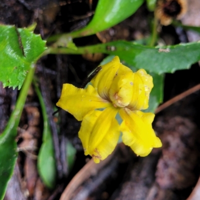 Goodenia hederacea subsp. hederacea (Ivy Goodenia, Forest Goodenia) at Greenleigh, NSW - 7 May 2023 by trevorpreston