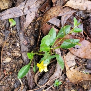 Goodenia hederacea subsp. hederacea at Greenleigh, NSW - 7 May 2023