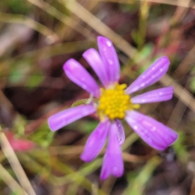 Brachyscome rigidula (Hairy Cut-leaf Daisy) at Greenleigh, NSW - 7 May 2023 by trevorpreston