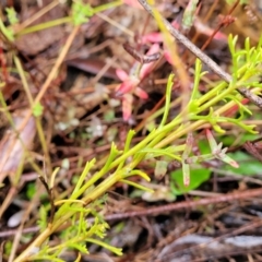 Brachyscome rigidula at Greenleigh, NSW - 7 May 2023