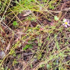 Brachyscome rigidula at Greenleigh, NSW - 7 May 2023