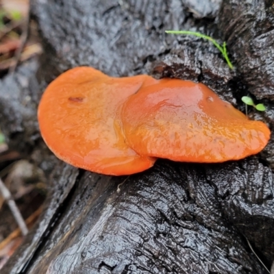 Trametes coccinea (Scarlet Bracket) at Greenleigh, NSW - 7 May 2023 by trevorpreston