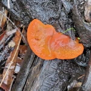 Trametes coccinea at Greenleigh, NSW - 7 May 2023