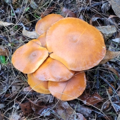 Gymnopilus sp. (Gymnopilus) at QPRC LGA - 7 May 2023 by trevorpreston