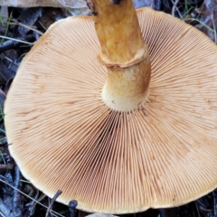 Gymnopilus sp. at Greenleigh, NSW - 7 May 2023 01:33 PM