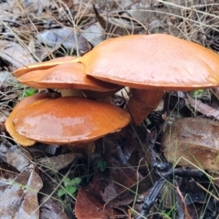 Gymnopilus sp. at Greenleigh, NSW - 7 May 2023 01:33 PM