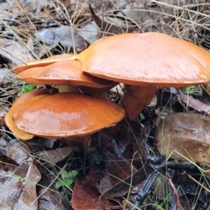 Gymnopilus sp. at Greenleigh, NSW - 7 May 2023 01:33 PM