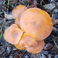 Gymnopilus sp. at Greenleigh, NSW - 7 May 2023 01:33 PM